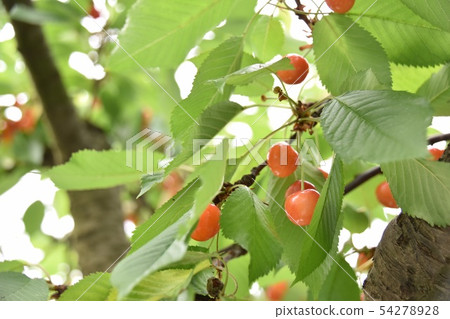 Cherry Cherry 54278928