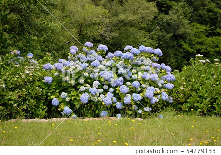 Hydrangea of Tango kingdom hydrangea garden 54279133