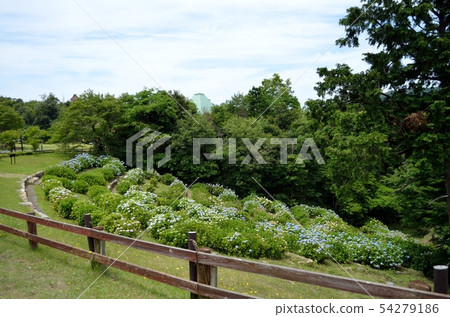 Hydrangea of Tango kingdom hydrangea garden Hydrangea of Tango kingdom hydrangea garden 54279186