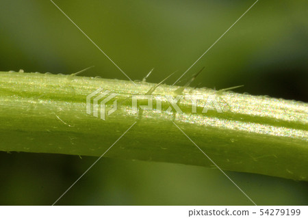 蕁麻的蕁麻 蕁麻的蕁麻 54279199