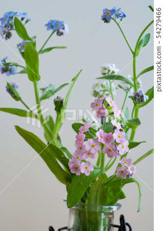 Forget-me-not against white background 54279466