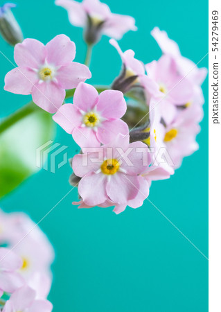 Pink forget-me-not on green background 54279469