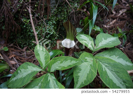 德島縣勝浦郡勝浦町朝聖路上盛開的雪花麻糬 54279955