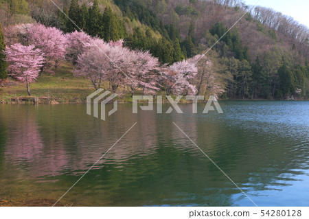 Cherry blossoms at Nakanishi 54280128