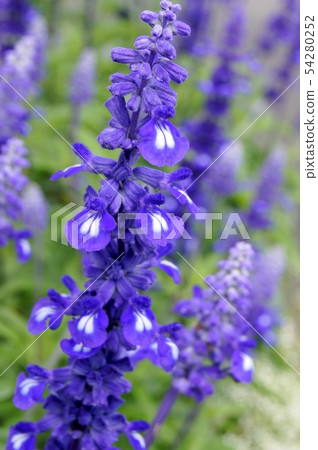 Blue Salvia: Planting flowerbeds of Salvia farinasena Blue Salvia: Planting flowerbeds of Salvia farinasena 54280252