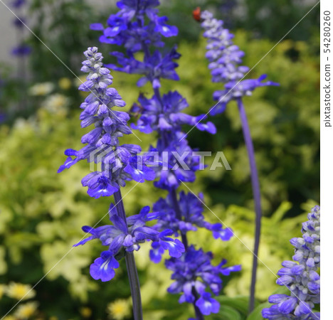 Blue Salvia: Planting flowerbeds of Salvia farinasena 54280260