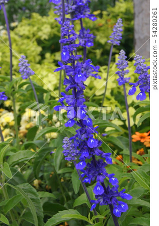 Blue Salvia: Planting flowerbeds of Salvia farinasena 54280261