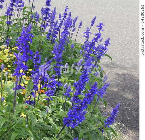 Blue Salvia: Planting flowerbeds of Salvia farinasena Blue Salvia: Planting flowerbeds of Salvia farinasena 54280263