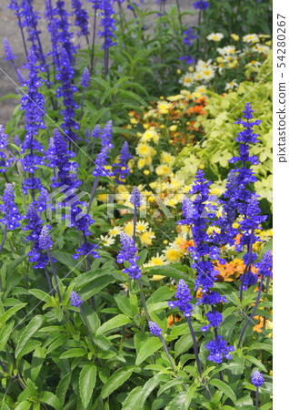 Blue Salvia: Planting flowerbeds of Salvia farinasena 54280267
