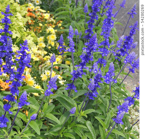 Blue Salvia: Planting flowerbeds of Salvia farinasena 54280269