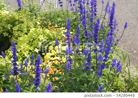 Blue Salvia: Planting flowerbeds of Salvia farinasena Blue Salvia: Planting flowerbeds of Salvia farinasena 54280448