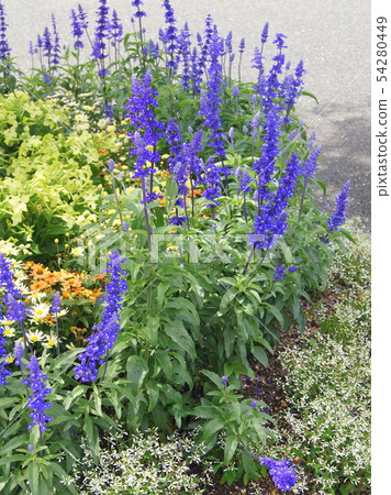 Blue Salvia: Planting flowerbeds of Salvia farinasena Blue Salvia: Planting flowerbeds of Salvia farinasena 54280449
