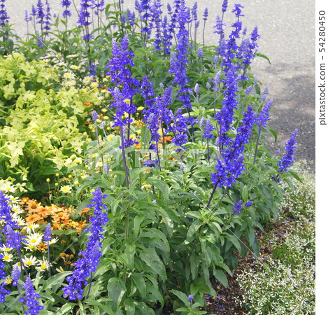 藍色Salvia：種植Salvia farinasena的花圃 54280450