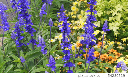 16：9藍色丹參：種植Salvia farinasena的花壇 54280519