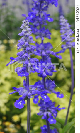 16: 9 Blue Salvia: Planting flowerbeds of Salvia farinasena 54280525