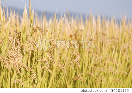Autumn rice Autumn rice 54281153