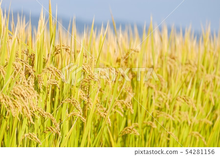 Autumn rice Autumn rice 54281156