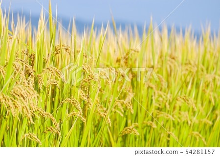 Autumn rice Autumn rice 54281157