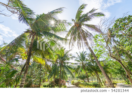 Blue sky and sun in summer vacation Abstract trees and palms Blue sky and sun in summer vacation Abstract trees and palms 54281344