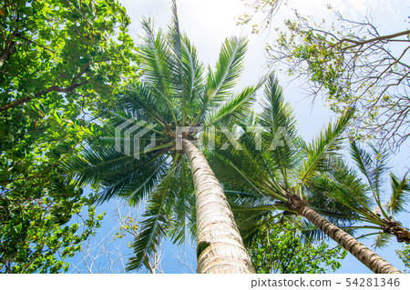 A blue sky in summer vacation and looking up at the palm trees from under the sun A blue sky in summer vacation and looking up at the palm trees from under the sun 54281346