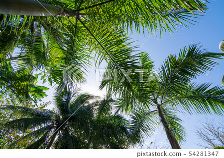 A blue sky in summer vacation and looking up at the palm trees from under the sun 54281347