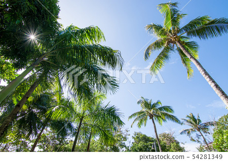 A blue sky in summer vacation and looking up at the palm trees from under the sun A blue sky in summer vacation and looking up at the palm trees from under the sun 54281349