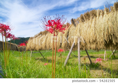 Cluster flower and rice rack Cluster flower and rice rack 54281505