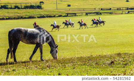 Horses Polo Players Field Landscape 54281562