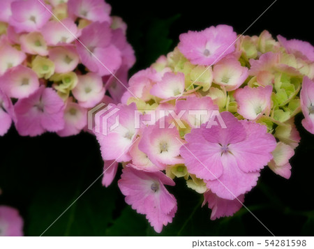 Pink Hydrangea 4 54281598