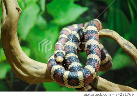 California Kingsnake (Lampropeltis getula 54281769