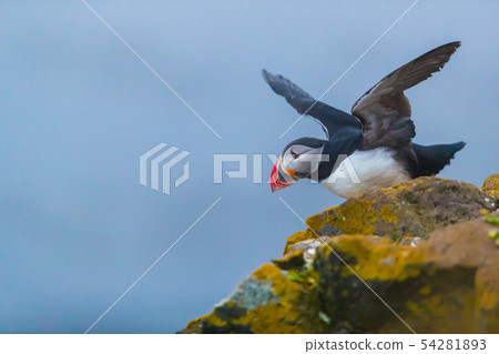 Cute iconic puffin bird, Iceland Cute iconic puffin bird, Iceland 54281893