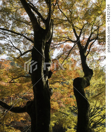 It is the scenery of two giant broad-leaved trees of the national historical site, Wanibuchi-ji Temple. Izumo myth and legendary land. Please see the bright colors. 54282164