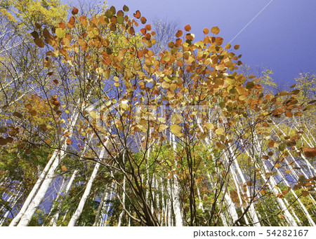 It is a scenery of autumn leaves of Mt. Hiba. The back is white birch forest and blue sky. Please enjoy this vividness. Hiroshima Prefecture It is a scenery of autumn leaves of Mt. Hiba. The back is white birch forest and blue sky. Please enjoy this vividness. Hiroshima Prefecture 54282167