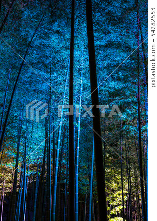 Kairakuen Moso bamboo forest light-up scenery (Mito City, Ibaraki Prefecture) *March 2019 Kairakuen Moso bamboo forest light-up scenery (Mito City, Ibaraki Prefecture) *March 2019 54282553