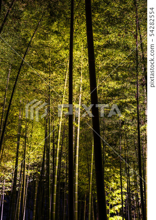 Kairakuen Moso bamboo forest light-up scenery (Mito City, Ibaraki Prefecture) *March 2019 Kairakuen Moso bamboo forest light-up scenery (Mito City, Ibaraki Prefecture) *March 2019 54282554