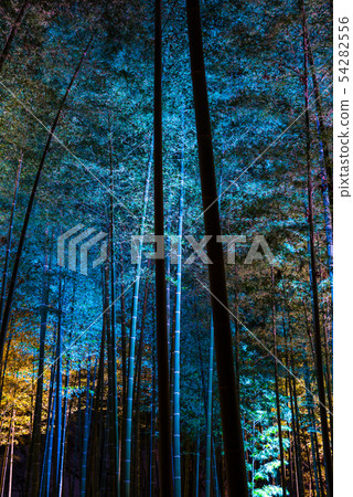 Kairakuen Moso bamboo forest light-up scenery (Mito City, Ibaraki Prefecture) *March 2019 Kairakuen Moso bamboo forest light-up scenery (Mito City, Ibaraki Prefecture) *March 2019 54282556