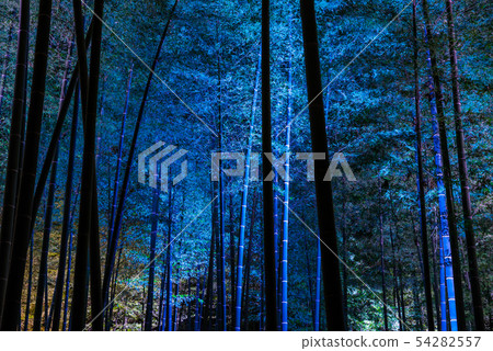 Kairakuen Moso bamboo forest light-up scenery (Mito City, Ibaraki Prefecture) *March 2019 Kairakuen Moso bamboo forest light-up scenery (Mito City, Ibaraki Prefecture) *March 2019 54282557