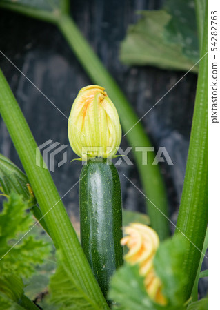 西葫蘆的栽培 54282763