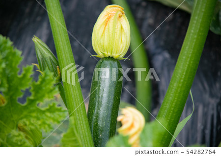 西葫蘆的栽培 54282764