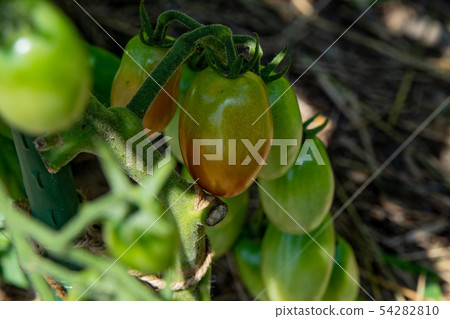 種植西紅柿 種植西紅柿 54282810