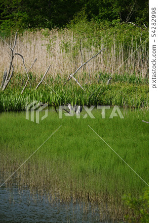 風景鳥照片岩手縣岩川縣Kuwahara親子鷺的蒼鷺牧群 風景鳥照片岩手縣岩川縣Kuwahara親子鷺的蒼鷺牧群 54282998