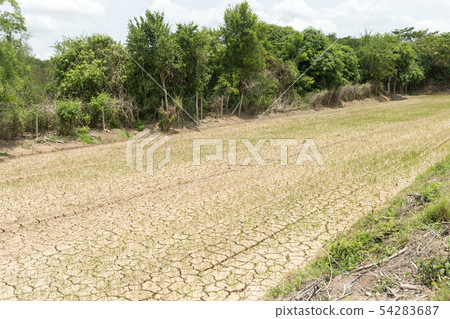 Rice seedlings growing on the barren fields. 54283687