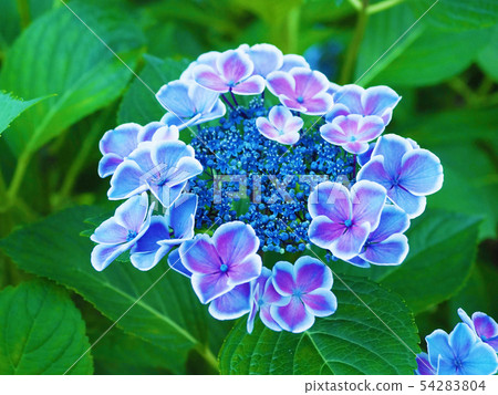 Hydrangea (after the rain) Hydrangea (after the rain) 54283804