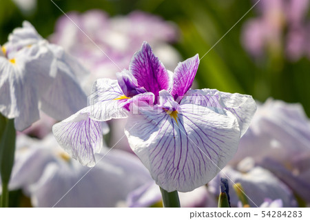 Iris, Horikiri iris garden Katsushika-ku, Tokyo 54284283