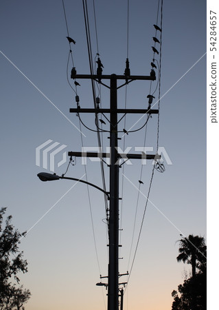 Wires and crows 54284657