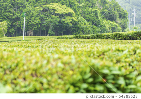Okuma Farm (Pedestrian Season) 54285525