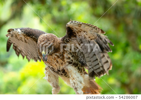 red-tailed hawk or Buteo jamaicensis close-up red-tailed hawk or Buteo jamaicensis close-up 54286007