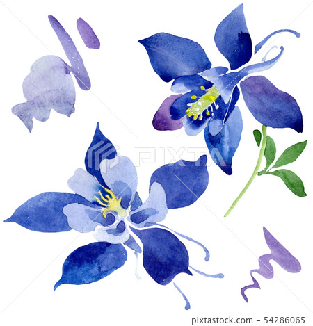 Blue aquilegia floral botanical flowers. Watercolor background set. Isolated aquileqia illustration 54286065