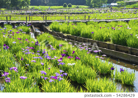 Kitayama Park at the time the rose blooms Kitayama Park at the time the rose blooms 54286429