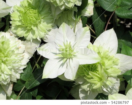 Clematis / Hibiya Park Clematis / Hibiya Park 54286797